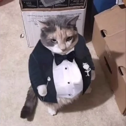 fat cat