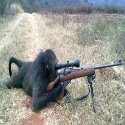 Monke