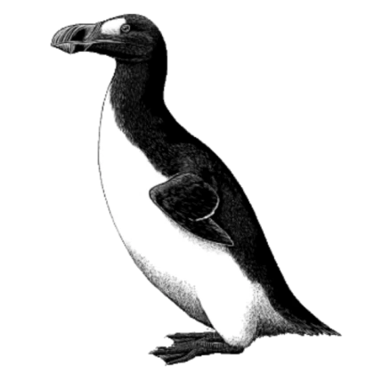5 Razorbill Potions