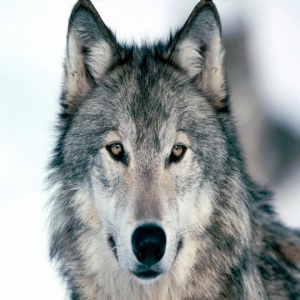 WOLF POTION