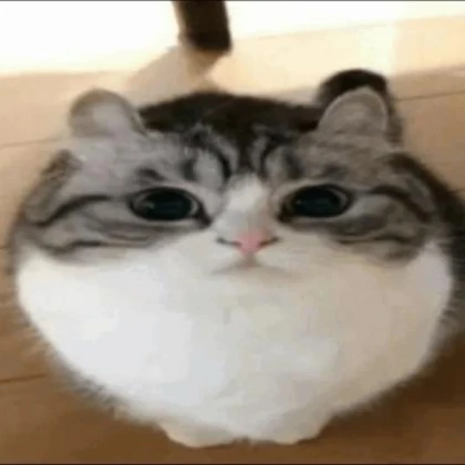 Wawa Cat Nextbot