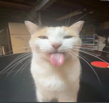 Cat Potion
