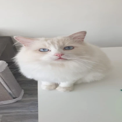 BIRD RAGDOLL (WHITE)