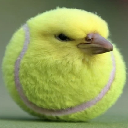Tennis Ball Bird Killer