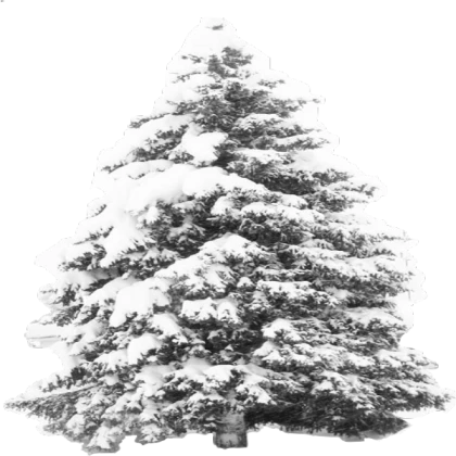 Snowy Pine Tree