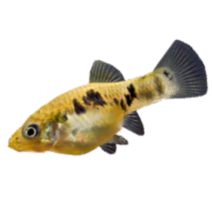Guppy