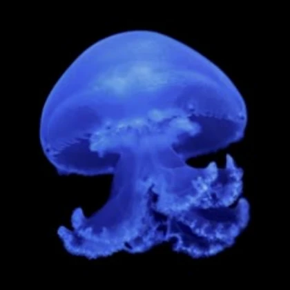 Bluederrinni Octipusini