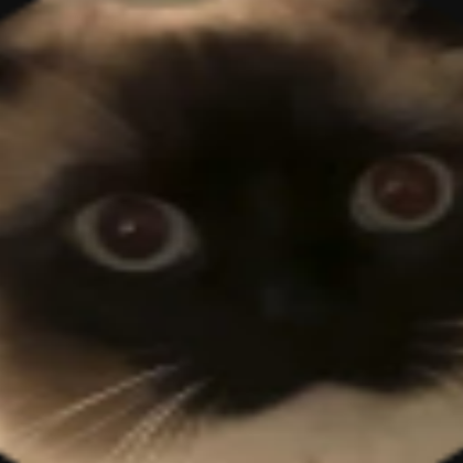 Cats!!
