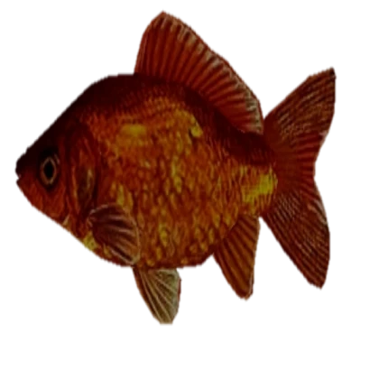 Golden Fish