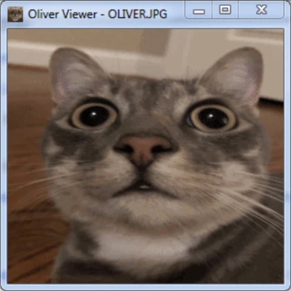 kitty cat that follows you