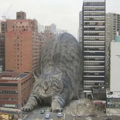 The biggest maxwell cat