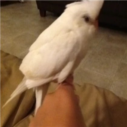 Snowbird Pet