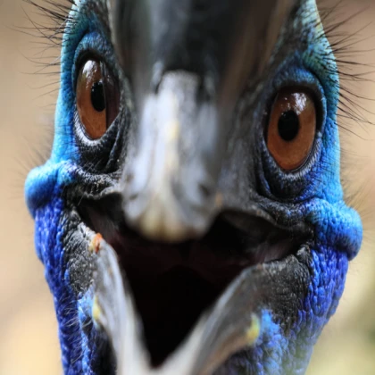 Cassowary