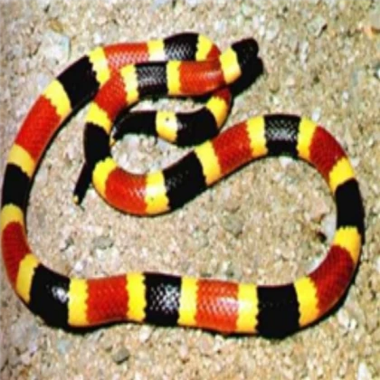 Eating Snakes 2
