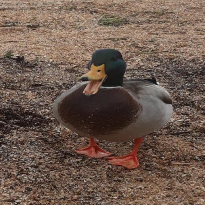 Rouen Duck (Male)