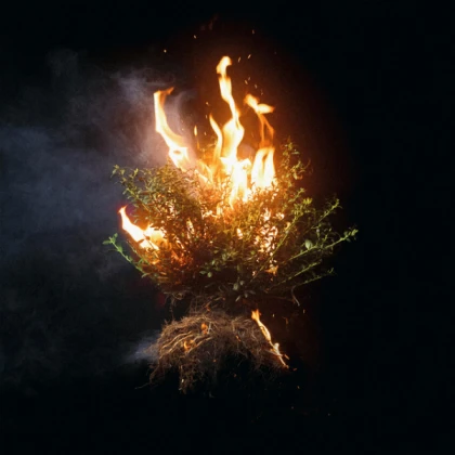 Arbusto Quemado