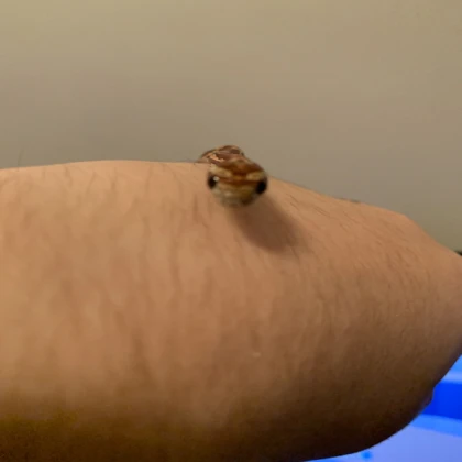 Passive small Sandworm Npc (V2)