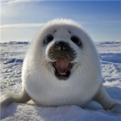 Asphalt seal killer
