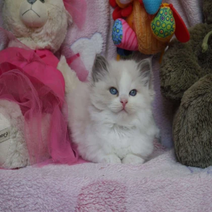 Bird Ragdoll (Cerise)