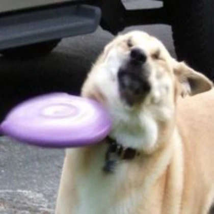 Frisbee