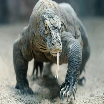 komodo dragon npc (v2)