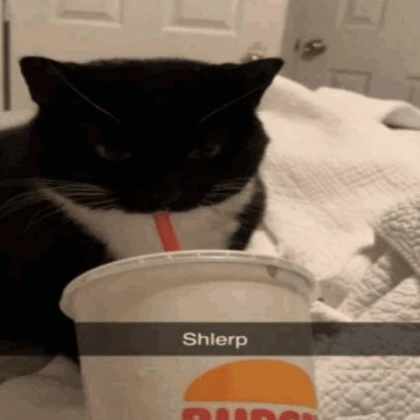 cat burger burger cat 