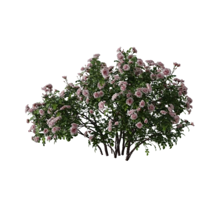 Flower Bush Plants