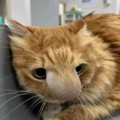 Orange cat mayem
