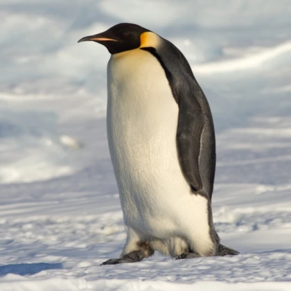 Emperor Penguin (Female)