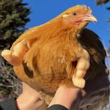 Chicken Morph