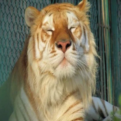 TIGER POTION V1