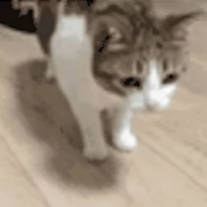 Moving Cat