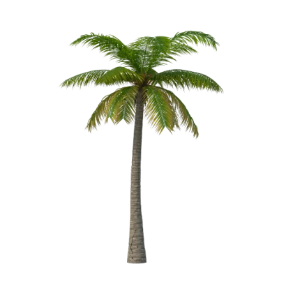 Realistic Palm Tree