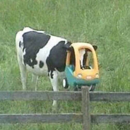 Cow car