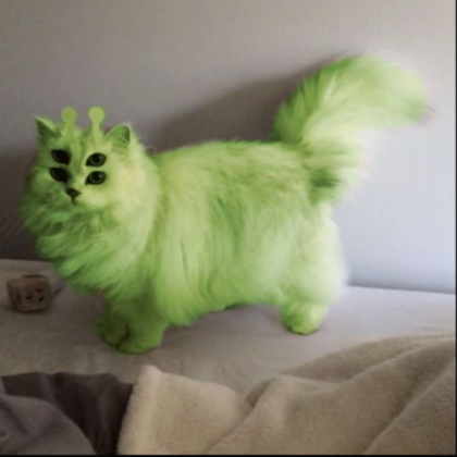 Dark green bird ragdoll
