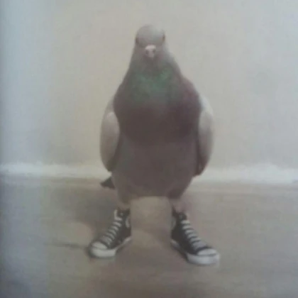 Pigeon NPC