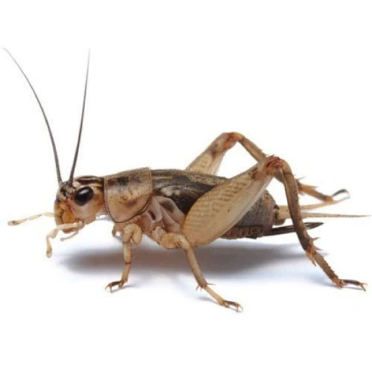 BIRD bug pack