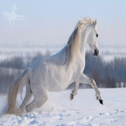 Snow!