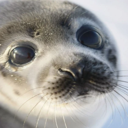 Seal 