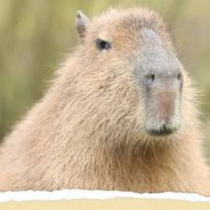 capybara killer