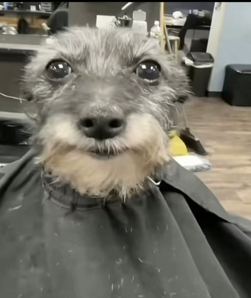 Dog Potion