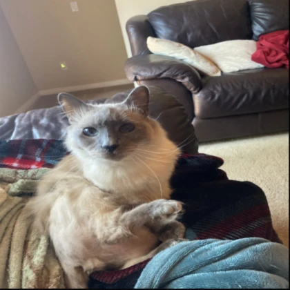 a cat