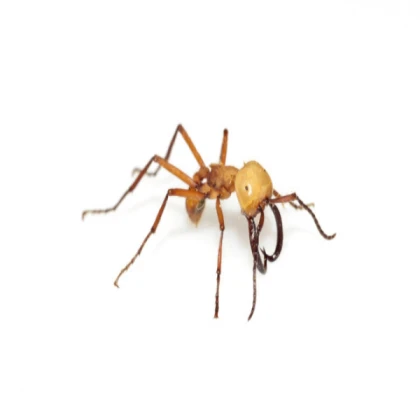 ant army