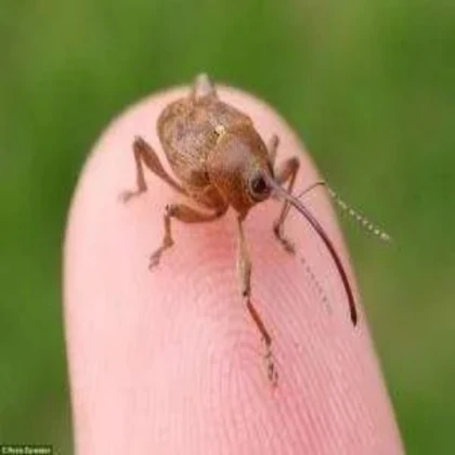 Weevil