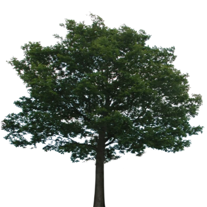Tree2