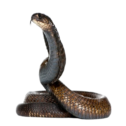 Snake Tail