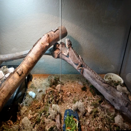 Snail Terrarium