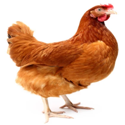 Brown Chicken