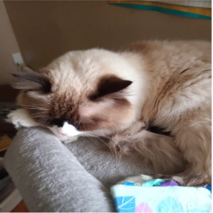 Bird Ragdoll (Sinopia)