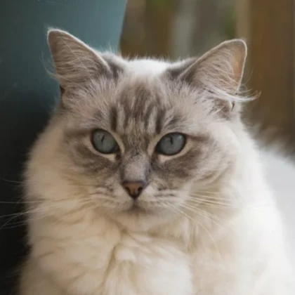 Bird Ragdoll (Ghost Grey)